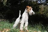 FOX TERRIER 110